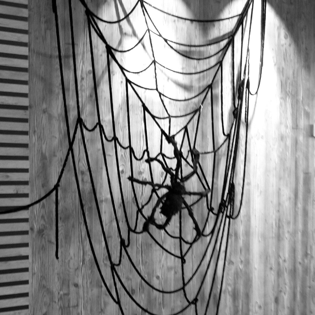 La petite bête qui monte... mais où?
#halloween